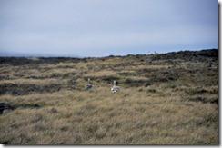 Falklands Feb 10 (37) (1024x679)